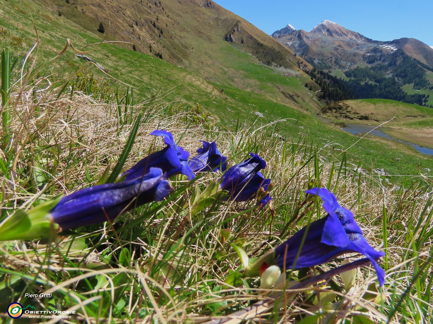 33 Gentiana acaulis (Genziana di  Koch).JPG